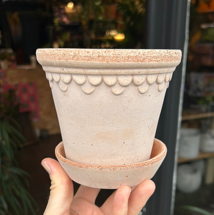 A Bergs Potter Copenhagen Rosa Pot & Saucer from Urban Tropicana’s plant shop in Chiswick London 