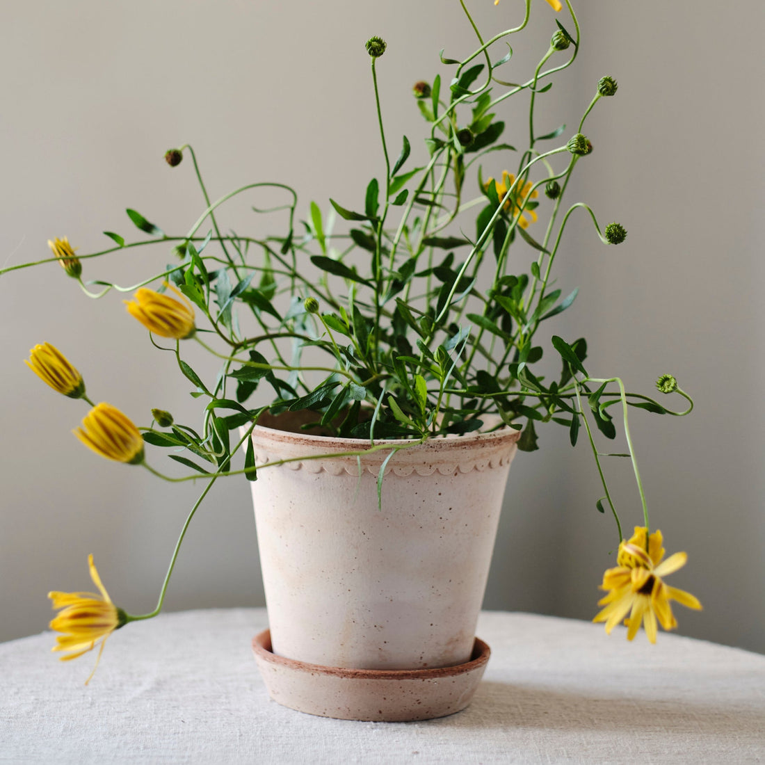 A Bergs Potter Helena Rosa Pot &amp; Saucer from Urban Tropicana’s plant shop in Chiswick London 