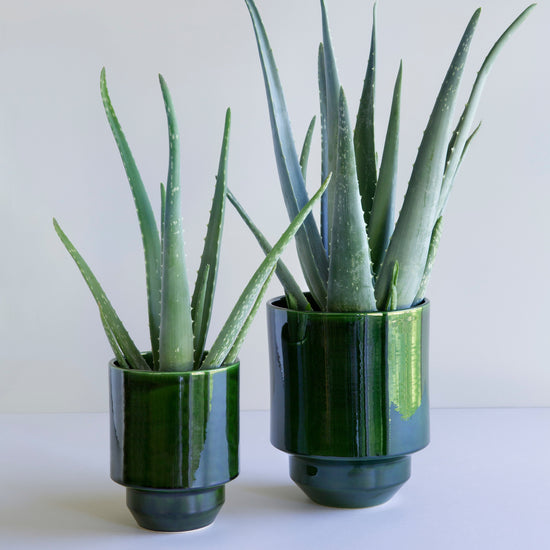 A Bergs Potter Hoff Glazed Emerald Green Pot from Urban Tropicana’s plant shop in Chiswick London