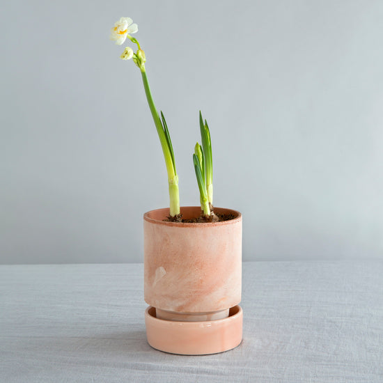 A Bergs Potter Hoff Rosa Pot from Urban Tropicana’s Plant Shop in Chiswick London