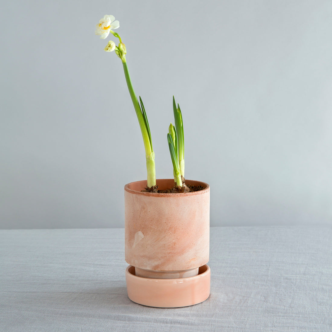 A Bergs Potter Hoff Rosa Pot from Urban Tropicana’s Plant Shop in Chiswick London 