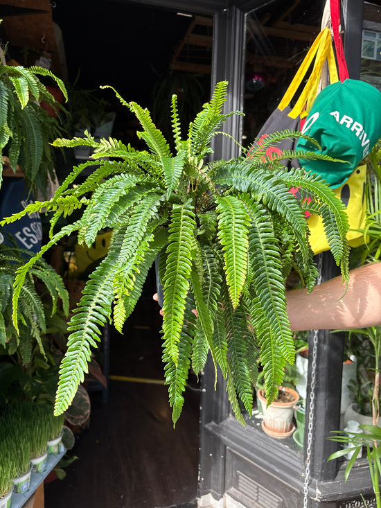 Blechnum spicant fern in 17cm pot outside Urban Tropicana plant shop in Chiswick, London