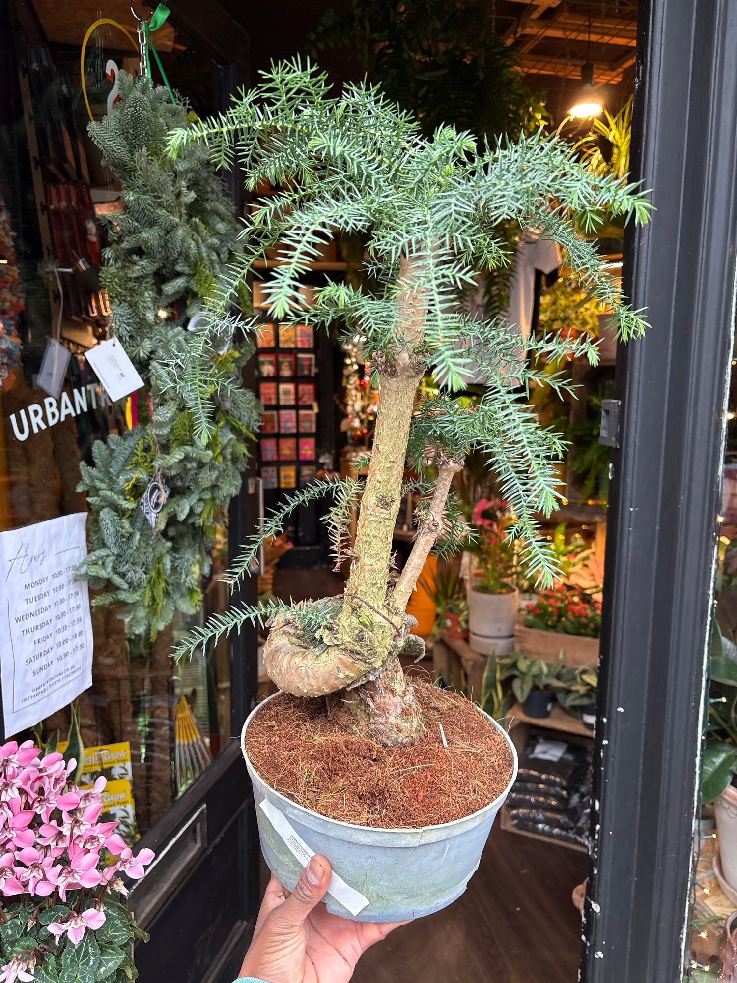 araucaria bonsai tree Bonsai Araucaria - House Plants - Plant Shop