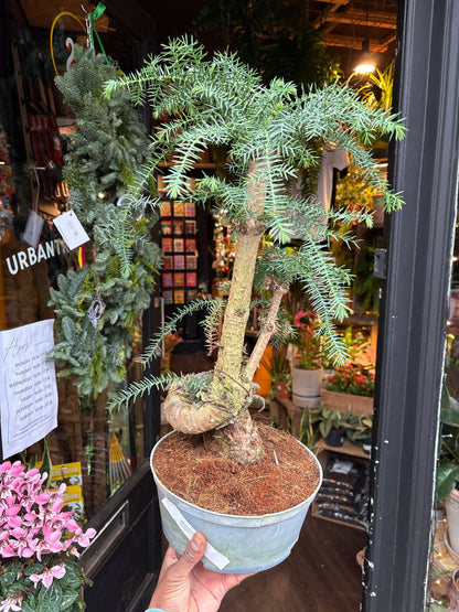 A Bonsai Araucaria cunninghamii in front of Urban Tropicana’s Plant Shop in Chiswick London