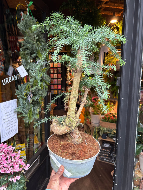 A Bonsai Araucaria cunninghamii in front of Urban Tropicana’s Plant Shop in Chiswick London