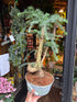 A Bonsai Araucaria cunninghamii in front of Urban Tropicana’s Plant Shop in Chiswick London