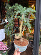 A Bonsai Araucaria cunninghamii in front of Urban Tropicana’s Plant Shop in Chiswick London