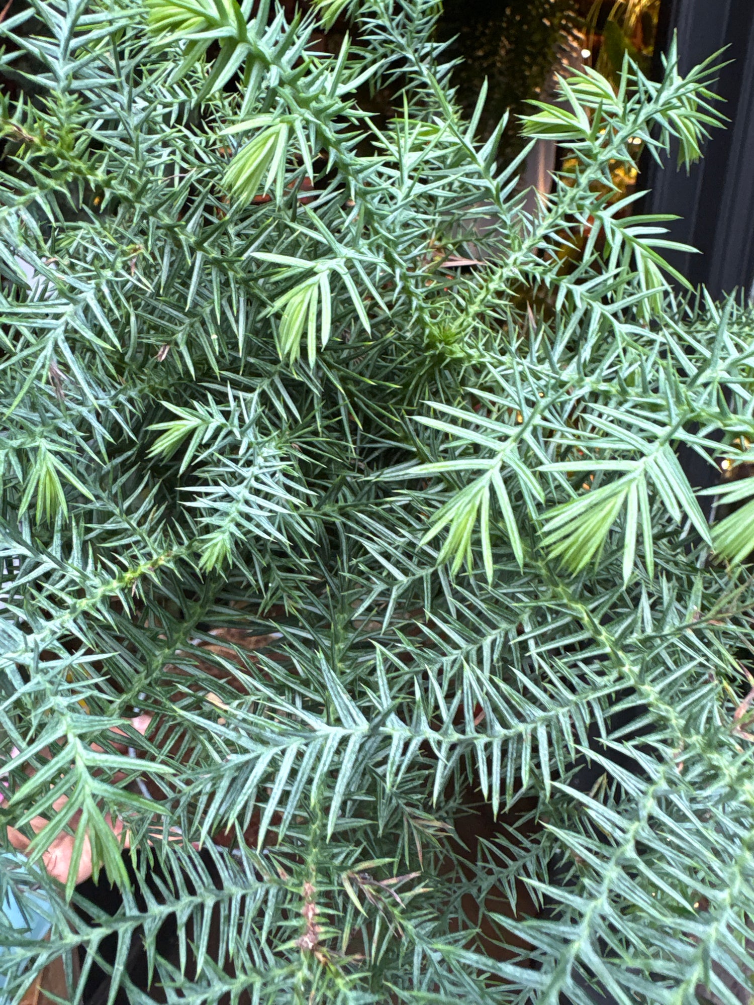 A Bonsai Araucaria cunninghamii in front of Urban Tropicana’s Plant Shop in Chiswick London