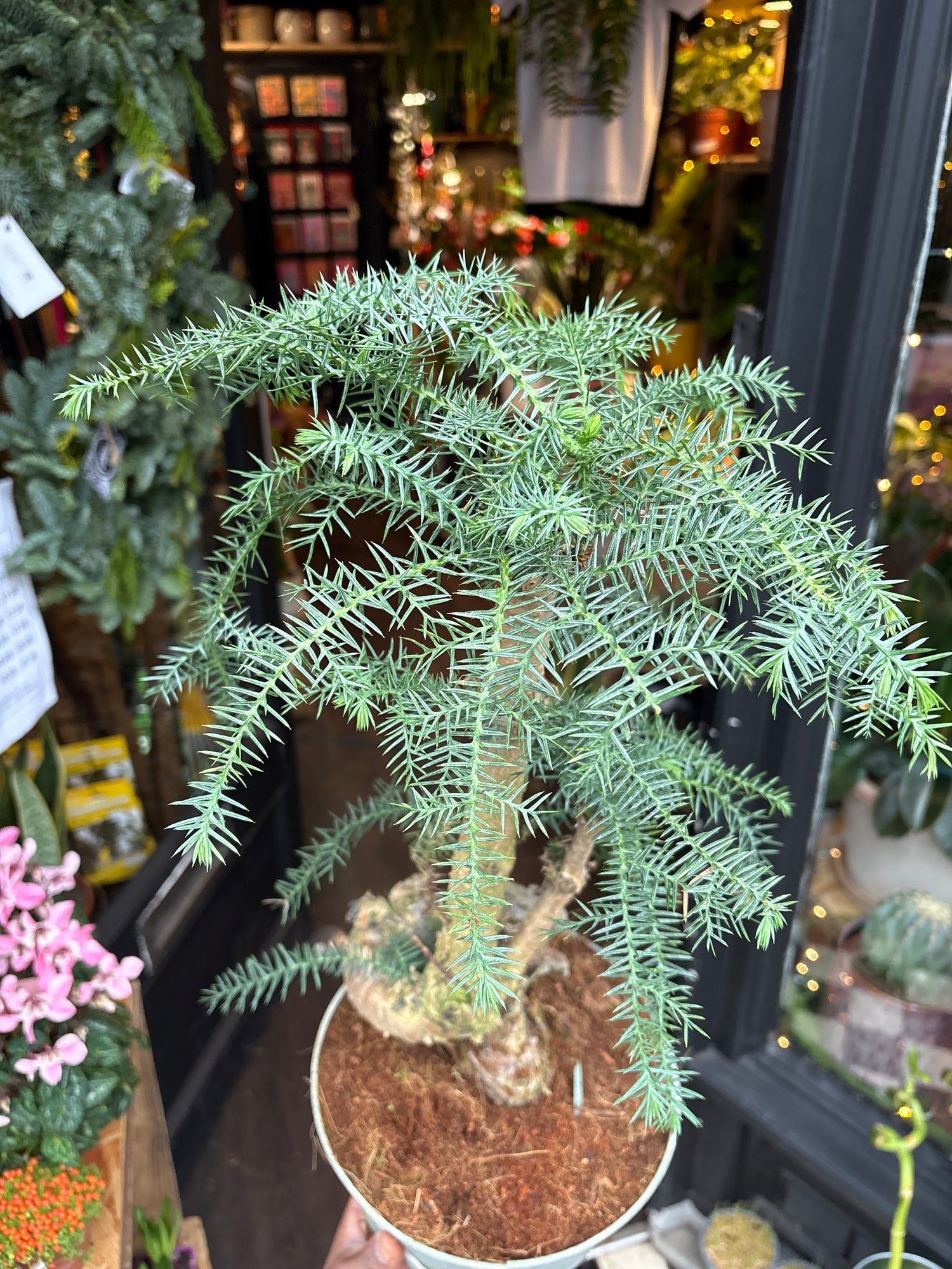A Bonsai Araucaria cunninghamii in front of Urban Tropicana’s Plant Shop in Chiswick London