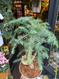 A Bonsai Araucaria cunninghamii in front of Urban Tropicana’s Plant Shop in Chiswick London