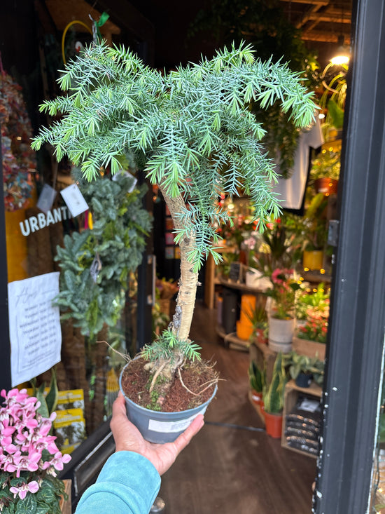 A Bonsai Araucaria cunninghamii in front of Urban Tropicana’s Plant Shop in Chiswick London
