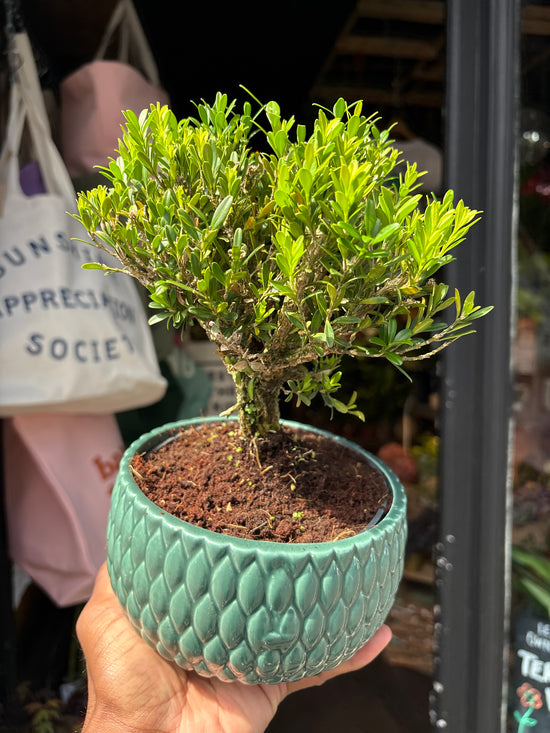 Bonsai Buxus tree in 15cm teal ceramic pot outside Urban Tropicana plant shop in Chiswick, London