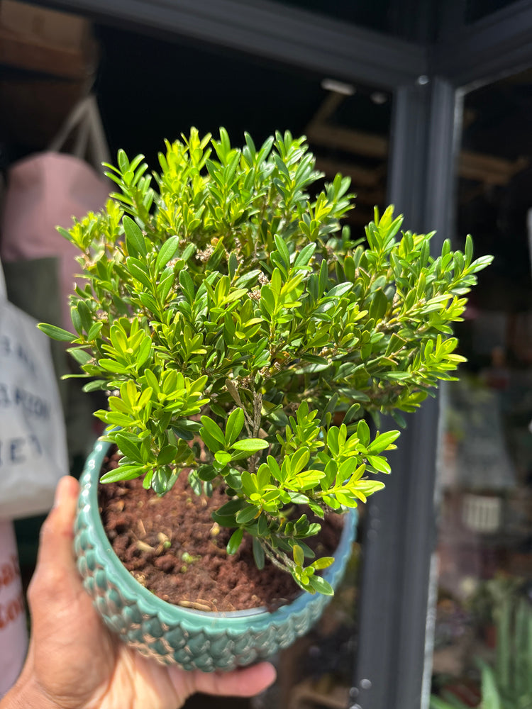 Bonsai Buxus tree in 15cm teal ceramic pot outside Urban Tropicana plant shop in Chiswick, London