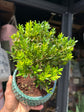 Bonsai Buxus tree in 15cm teal ceramic pot outside Urban Tropicana plant shop in Chiswick, London