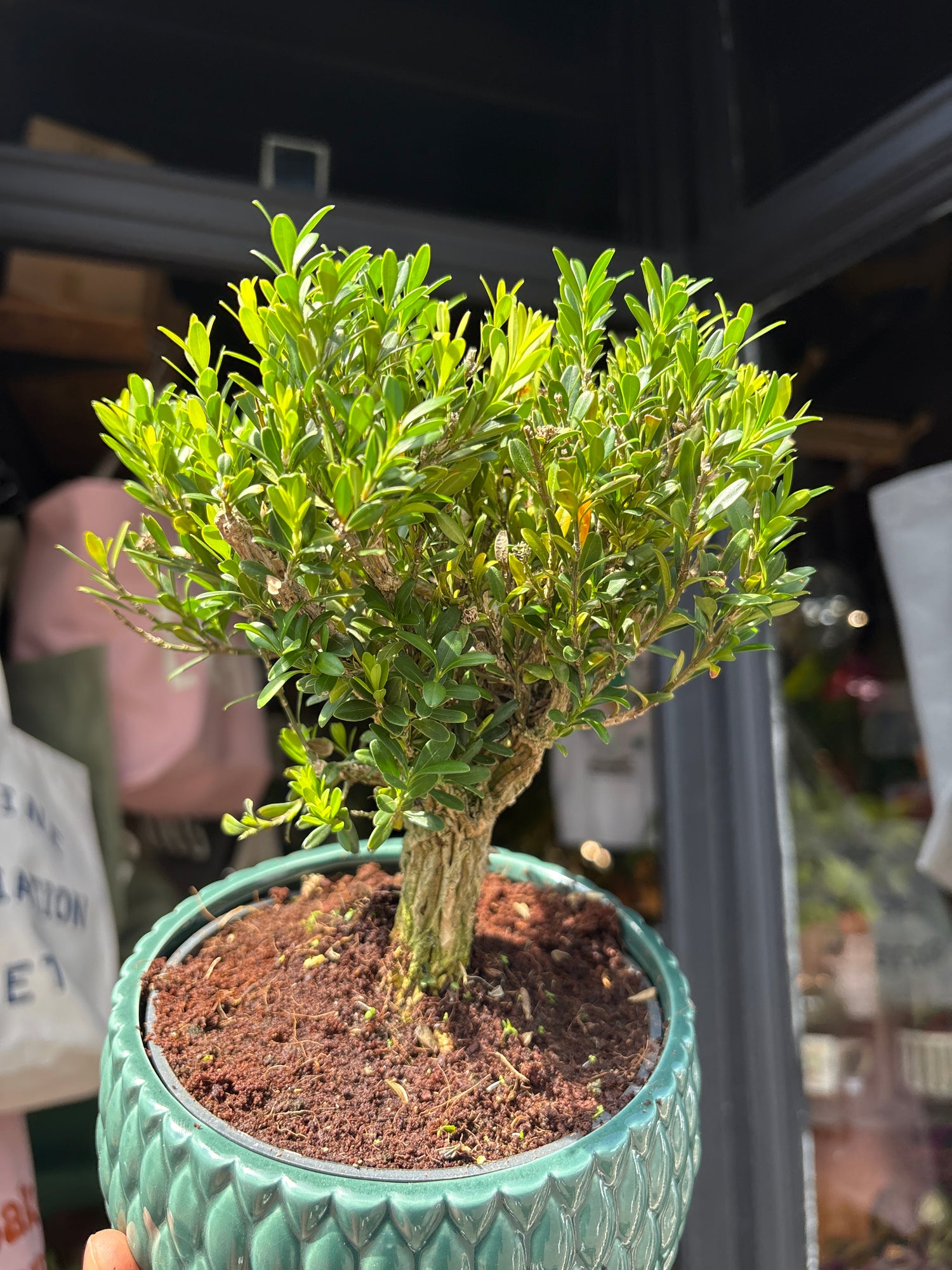 Bonsai Buxus tree in 15cm teal ceramic pot outside Urban Tropicana plant shop in Chiswick, London