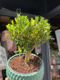 Bonsai Buxus tree in 15cm teal ceramic pot outside Urban Tropicana plant shop in Chiswick, London