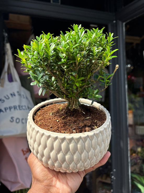 Bonsai Buxus plant outside Urban Tropicana plant shop in Chiswick, London