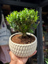 Bonsai Buxus plant outside Urban Tropicana plant shop in Chiswick, London