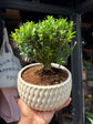 Bonsai Buxus plant outside Urban Tropicana plant shop in Chiswick, London