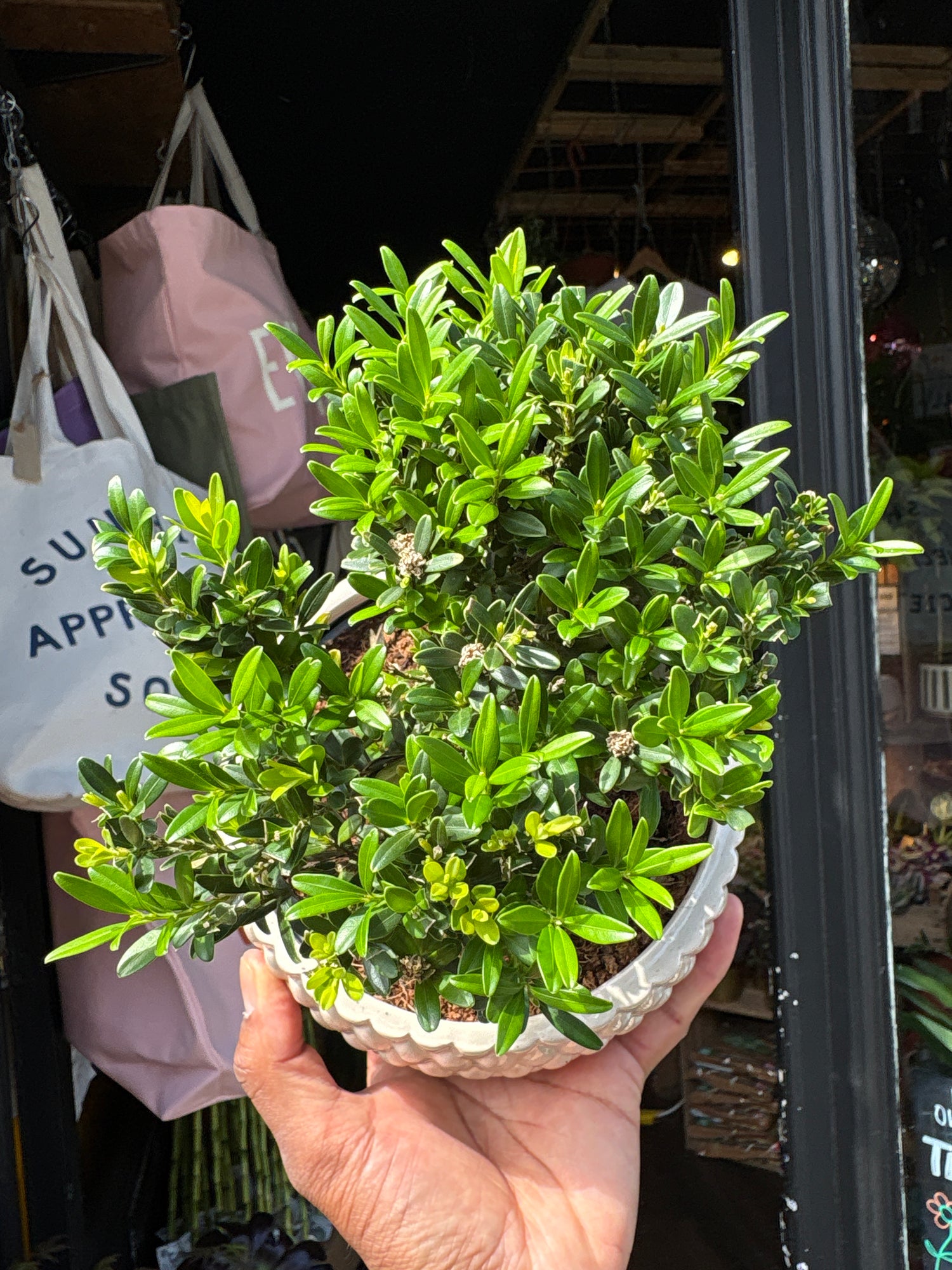 Bonsai Buxus plant outside Urban Tropicana plant shop in Chiswick, London