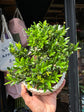 Bonsai Buxus plant outside Urban Tropicana plant shop in Chiswick, London