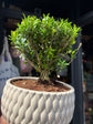 Bonsai Buxus plant outside Urban Tropicana plant shop in Chiswick, London