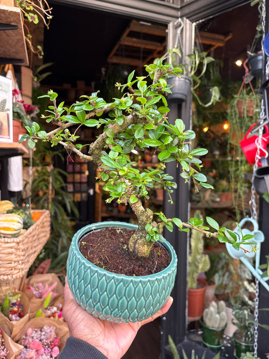 A Bonsai Carmona plant in front of Urban Tropicana’s Plant Shop in Chiswick London