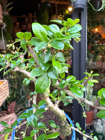 A Bonsai Carmona plant in front of Urban Tropicana’s Plant Shop in Chiswick London