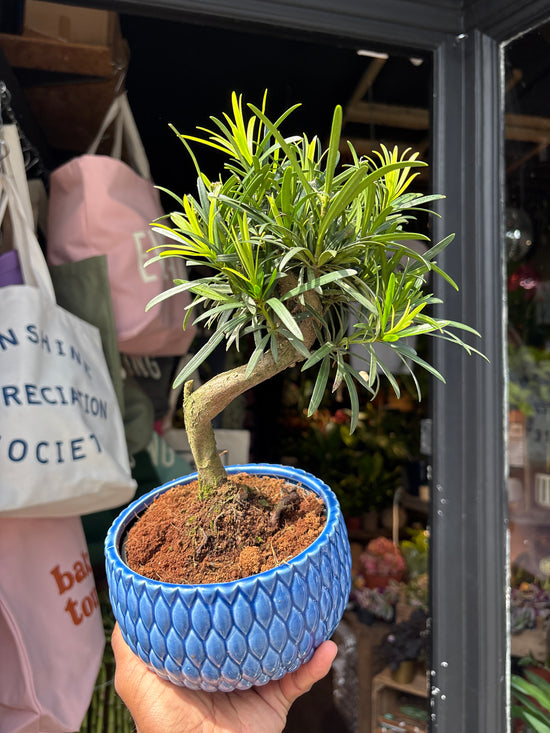 Bonsai Podocarpus tree in 15cm blue ceramic pot outside Urban Tropicana plant shop in Chiswick, London