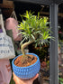 Bonsai Podocarpus tree in 15cm blue ceramic pot outside Urban Tropicana plant shop in Chiswick, London