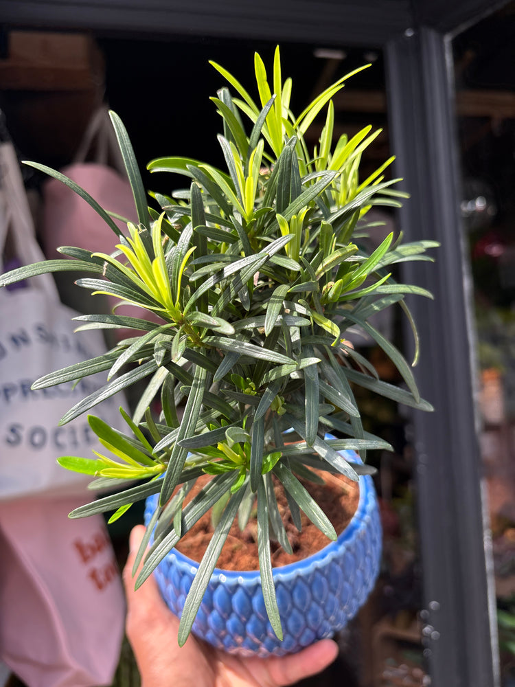 Bonsai Podocarpus tree in 15cm blue ceramic pot outside Urban Tropicana plant shop in Chiswick, London