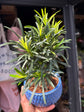 Bonsai Podocarpus tree in 15cm blue ceramic pot outside Urban Tropicana plant shop in Chiswick, London