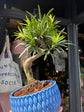 Bonsai Podocarpus tree in 15cm blue ceramic pot outside Urban Tropicana plant shop in Chiswick, London