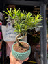 Bonsai Podocarpus bonsai tree outside Urban Tropicana plant shop in Chiswick, London