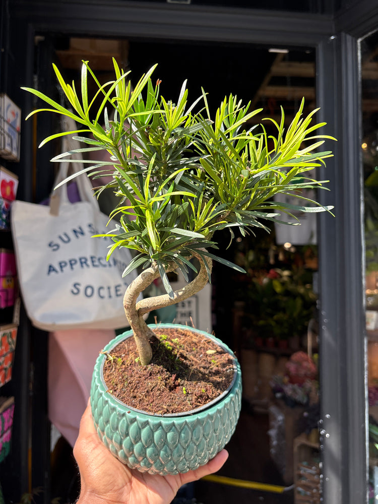 Bonsai Podocarpus bonsai tree outside Urban Tropicana plant shop in Chiswick, London