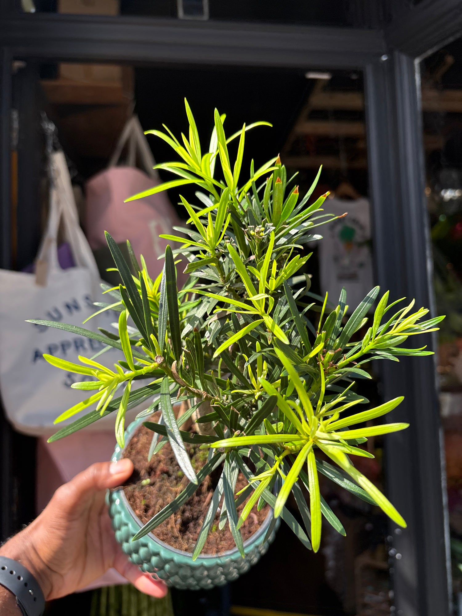 Bonsai Podocarpus bonsai tree outside Urban Tropicana plant shop in Chiswick, London