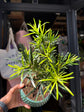 Bonsai Podocarpus bonsai tree outside Urban Tropicana plant shop in Chiswick, London