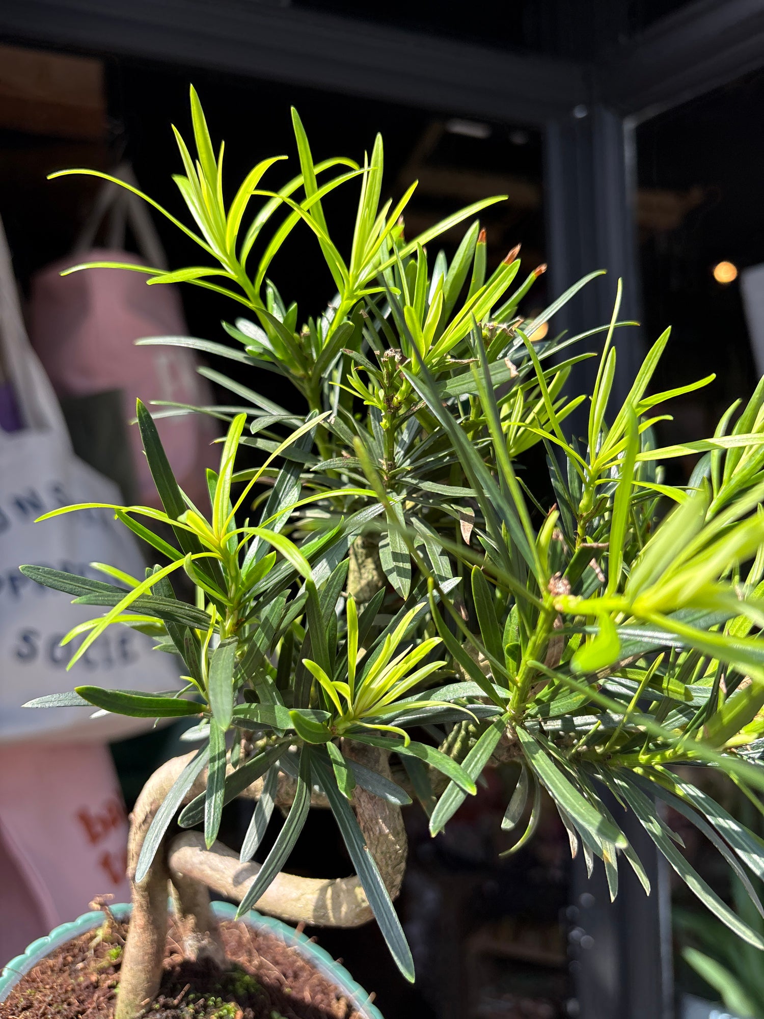 Bonsai Podocarpus bonsai tree outside Urban Tropicana plant shop in Chiswick, London