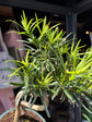 Bonsai Podocarpus bonsai tree outside Urban Tropicana plant shop in Chiswick, London