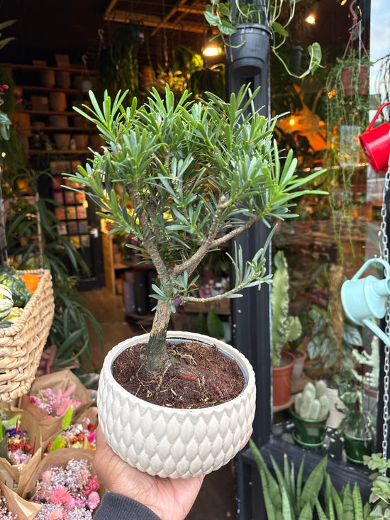A Bonsai Podocarpus plant in front of Urban Tropicana’s Plant Shop in Chiswick London