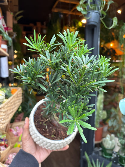 A Bonsai Podocarpus plant in front of Urban Tropicana’s Plant Shop in Chiswick London