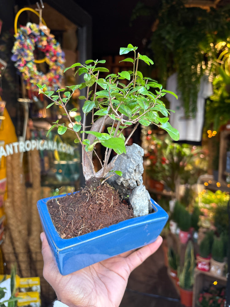A Bonsai Sageretia in front of Urban Tropicana’s Plant Shop in Chiswick London