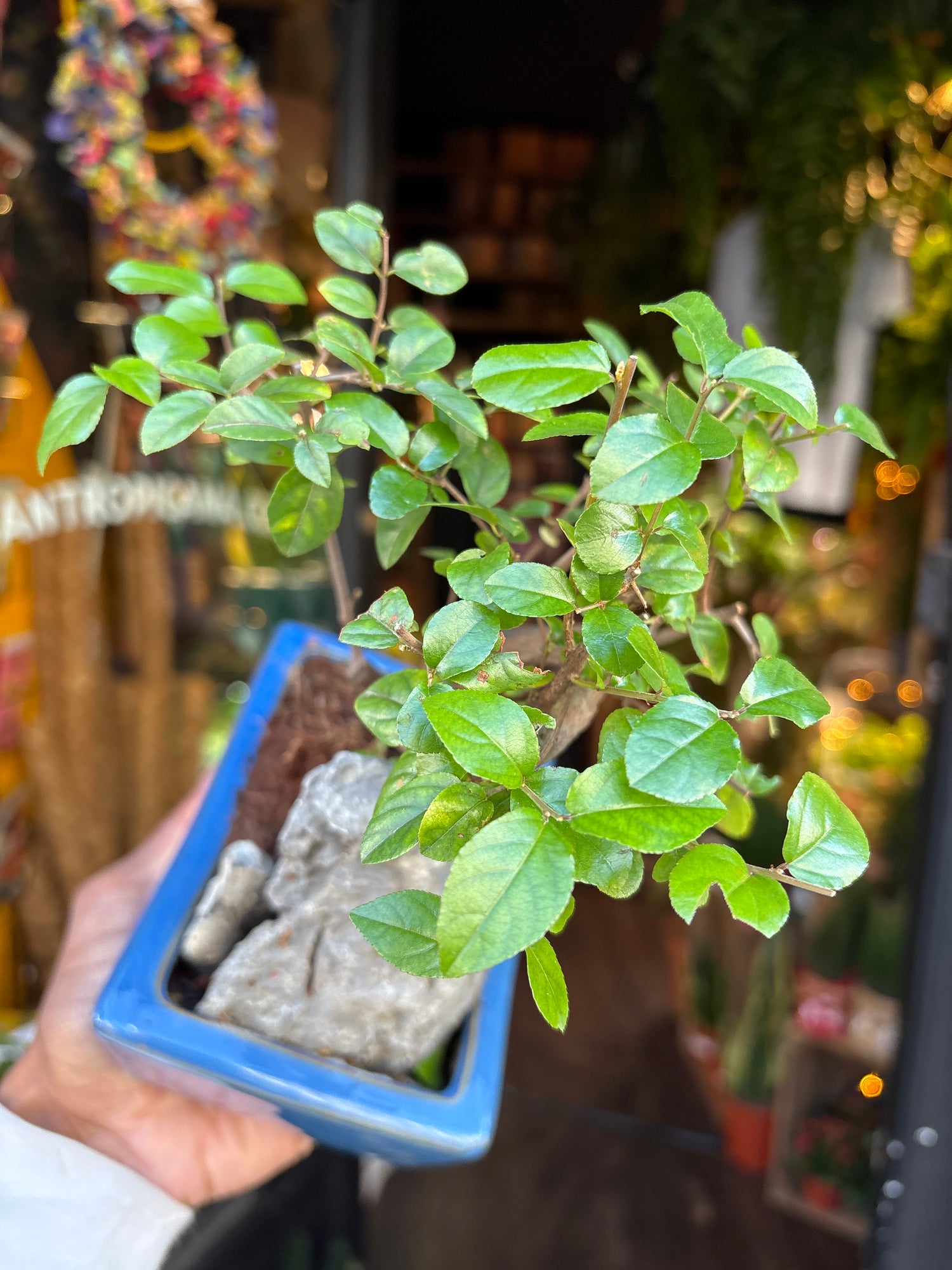 A Bonsai Sageretia in front of Urban Tropicana’s Plant Shop in Chiswick London