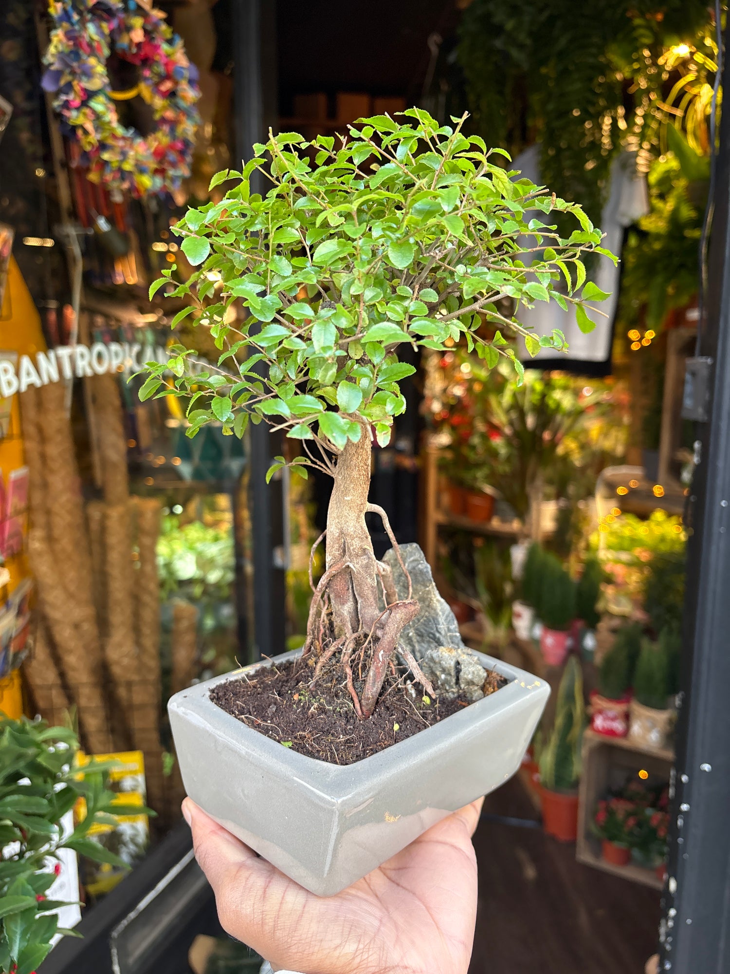 A Bonsai Sageretia in front of Urban Tropicana’s Plant Shop in Chiswick London