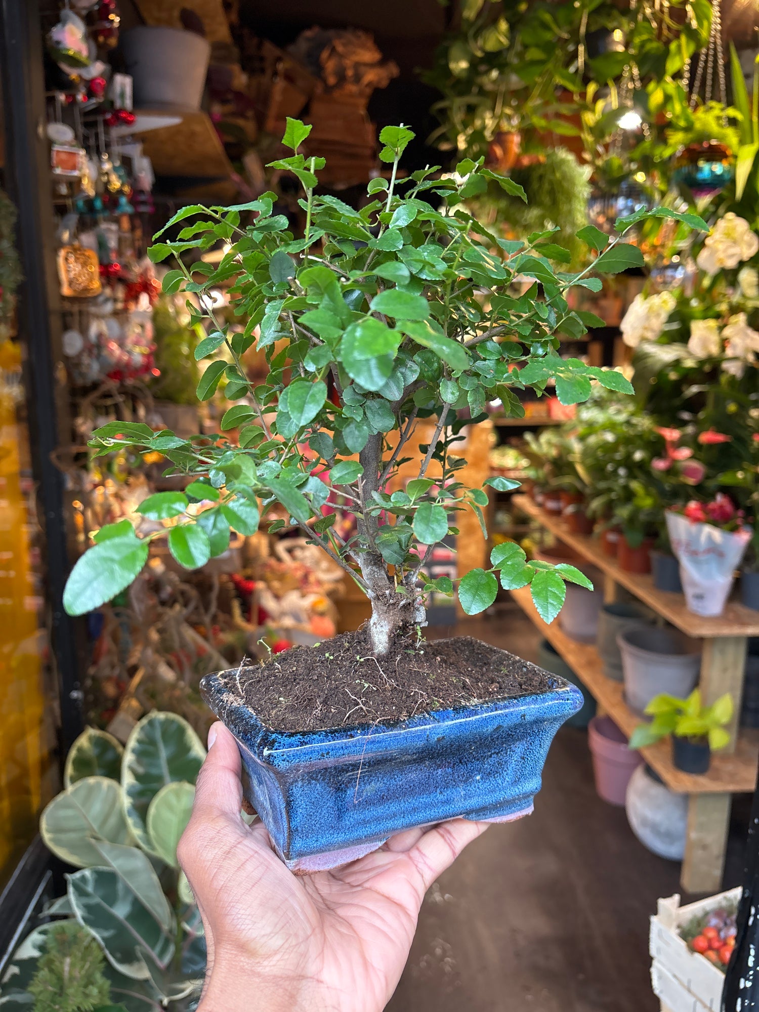 A Bonsai Sageretia in a blue ceramic pot plant in front of Urban Tropicana&