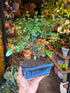 A Bonsai Sageretia in a blue ceramic pot plant in front of Urban Tropicana&