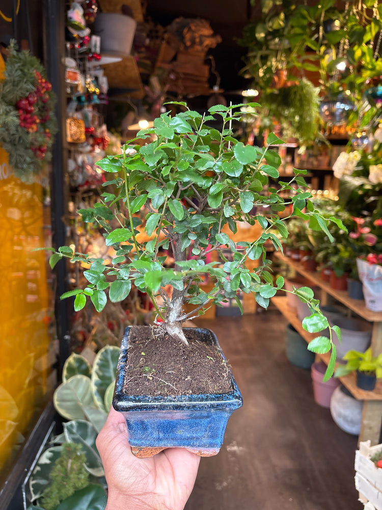 A Bonsai Sageretia in a blue ceramic pot plant in front of Urban Tropicana&