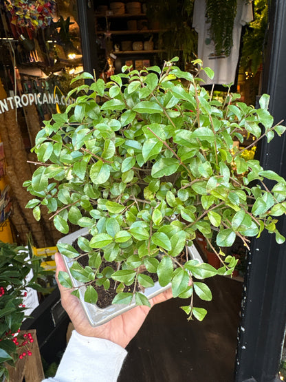 A Bonsai Sageretia in front of Urban Tropicana’s Plant Shop in Chiswick London