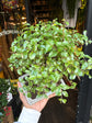 A Bonsai Sageretia in front of Urban Tropicana’s Plant Shop in Chiswick London