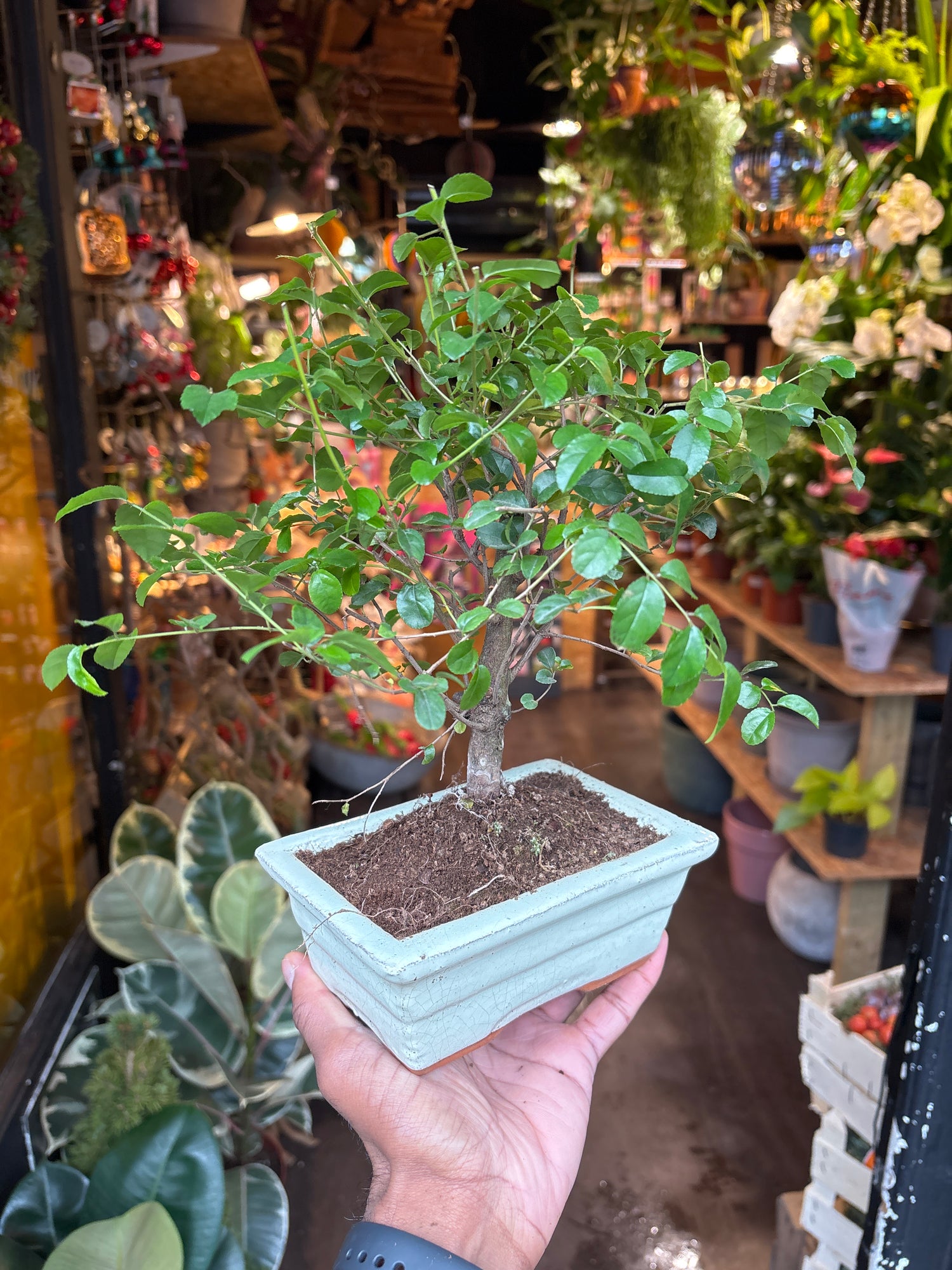 A Bonsai Sageretia in a white ceramic pot plant in front of Urban Tropicana&